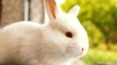 Борба против болви во зајаци